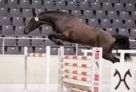 03_CommePrevu_Sprung_Anerkennung_2016 