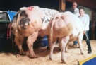 Bison con la madre, campionessa al concorso di Libramont del 2018 