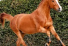 ArezzoVDL 