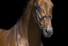 Baltic-klein-2014 