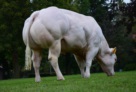 Bison mostra le masse muscolari posteriori 