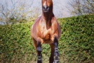 Carrera canter 