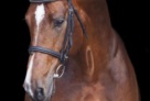 Carrera71 