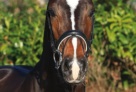 casalido-portrait-bearbeitet-web 