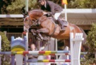casirosprung08 