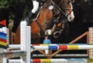 CasiroSprung2010 