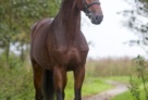 Comthago-1-stand-klein 