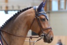Comthago head 
