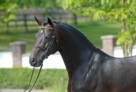 Contendro-08-06-1-084 