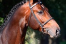 Corlou 