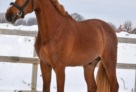 Ecclestone (escape x Cassini xHeartbreaker) 