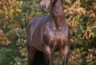 Emilion-stand-Sjoert 