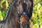Florenz_Portrait 