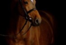 Horse_Canto-_3big 