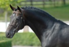 Horse_Contendro_3 