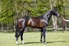 Jardonnay-stand 