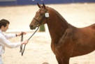 L'Esprit Stallion Approval 