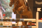 Lambrusco Ask. Herning 2010, spring galla aften 
