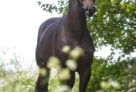 Liamant-kalender-2019-klein 