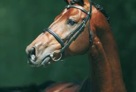 numero_uno__one_of_the_leading_stallions_in_the_world 