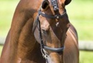 numero_uno_v.libero_h_sire_to_a_great_amount_of_succesful_sporthorses 