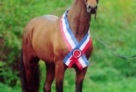 Siegerhengst_2004_Canto_Canturo_Limbus_HAK_Janne_Bugtrup_3 