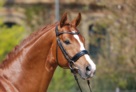 Sir_Heinrich_HVP_2019 