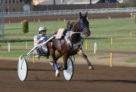 Sugar Rey - Gp. Minnucci Pre Sgambature  Derby Roma Capannelle 5 Ottobre 2014 