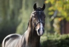 ustinov_v.libero_h_x_nimmerdor_x_marco_polo_at_the_wiemselbach_04 
