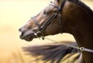 ustinov_v.libero_h_x_nimmerdor_x_marco_polo02 